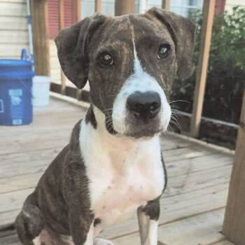 Murphie -  Mixed Breed Dog for Adoption in Bradenton, Florida - Murphie | PetCurious