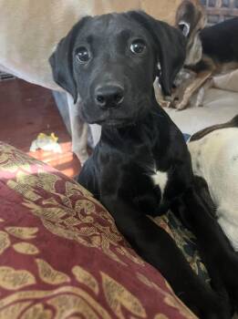 Rescue Black Labrador Retriever Dogs for Adoption in Longmont, Colorado - Vernon | PetCurious