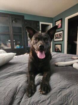 MAGGIE -  Australian Kelpie and Australian Cattle Dog Blue Heeler Dog for Adoption in Chandler, Arizona - MAGGIE | PetCurious