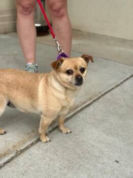 Chihuahua Dogs Available for Adoption in Fruit Heights, Utah - Mookie | PetCurious
