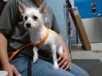 ALAN -  Border Terrier and Mixed Breed Dog for Adoption in Albuquerque, New Mexico - ALAN | PetCurious