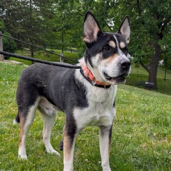 Siberian Husky and Akita Dogs Available for Adoption in Baltimore, Maryland - Saint | PetCurious