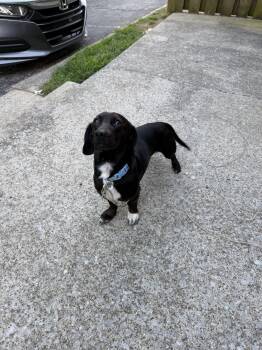 Pollo -  Dachshund Dog for Adoption in Cookeville, Tennessee - Pollo | PetCurious