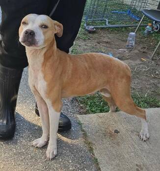 Gelda -  American Bulldog and American Staffordshire Terrier Dog for Adoption in Albany, Georgia - Gelda | PetCurious