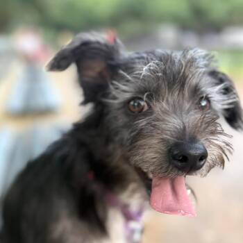 Muffin -  Miniature Schnauzer Dog for Adoption - Muffin | PetCurious