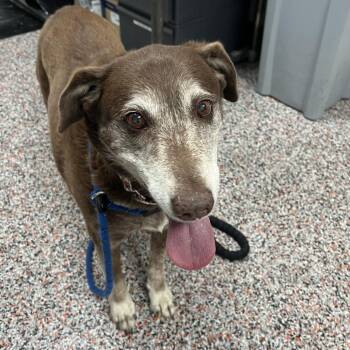 Augusta -  Mixed Breed Dog for Adoption in Salt Lake City, Utah - Augusta | PetCurious