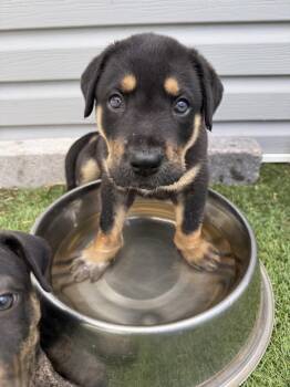 Wyatt2 -  German Shepherd Dog and Rottweiler Dog for Adoption in Littleton, Colorado - Wyatt2 | PetCurious