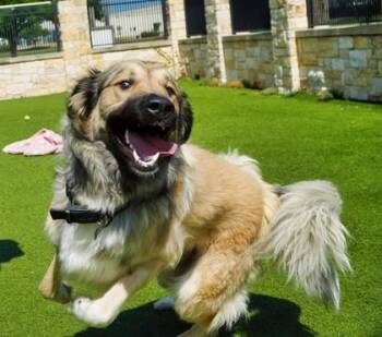 Bruce -  Anatolian Shepherd and Mixed Breed Dog for Adoption in North Richland Hills, Texas - Bruce | PetCurious