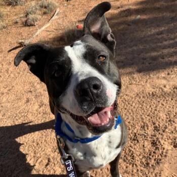 Nike -  Pit Bull Terrier and Mixed Breed Dog for Adoption in Kanab, Utah - Nike | PetCurious