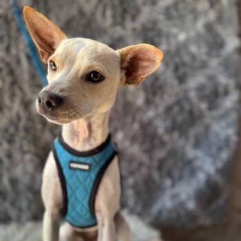 Rescue Chihuahua Dogs for Adoption in San Diego, California - Lizzy | PetCurious