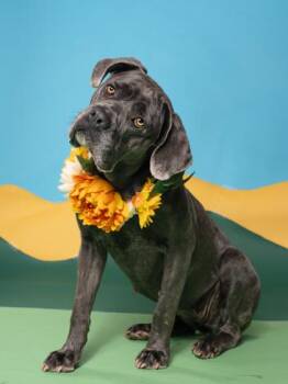 Lashley -  Cane Corso and Mixed Breed Dog for Adoption in Atlanta, Georgia - Lashley | PetCurious