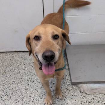 Luke -  Labrador Retriever Dog for Adoption in Hattiesburg, Mississippi - Luke | PetCurious