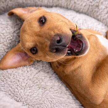 Hound Dogs Available for Adoption - Korra | PetCurious