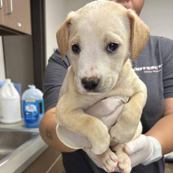 Lemon Meringue -  Labrador Retriever and Cattle Dog Dog for Adoption in Hattiesburg, Mississippi - Lemon Meringue | PetCurious