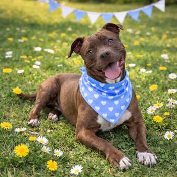 Bulldog Dogs Available for Adoption in Lucas, Texas - Honey Almond | PetCurious