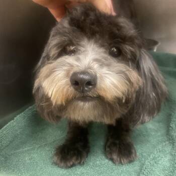 Maltese and Poodle Dogs Available for Adoption in Columbus, Georgia - Tootsie | PetCurious