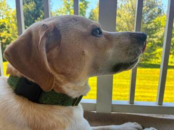 Cooper -  Beagle and Terrier Dog for Adoption in Westwood, New Jersey - Cooper | PetCurious