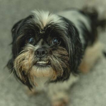Carlos -  Shih Tzu Dog for Adoption in Chaska, Minnesota - Carlos | PetCurious