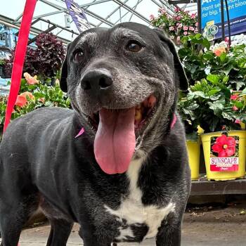 Waffles -  Black Labrador Retriever and Beagle Dog for Adoption in Las Vegas, Nevada - Waffles | PetCurious
