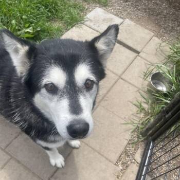 Iris -  Siberian Husky Dog for Adoption in West Des Moines, Iowa - Iris | PetCurious
