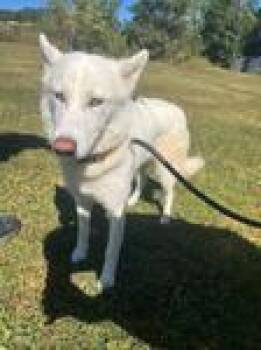 Rescue Husky Dogs for Adoption in Woodbine, Georgia - Sheba | PetCurious