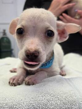 Dobby -  Terrier Dog for Adoption in Brookings, Oregon - Dobby | PetCurious