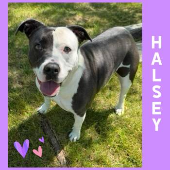 Halsey -  Pit Bull Terrier Dog for Adoption in Mokena, Illinois - Halsey | PetCurious