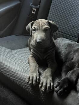 CHICO (out of town) -  Shar Pei Dog for Adoption in New York, New York - CHICO (out Of Town) | PetCurious