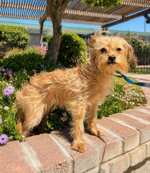 Audrey -  Yorkshire Terrier Dog for Adoption in Lathrop, California - Audrey | PetCurious