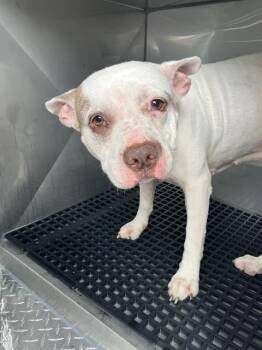 BETTY -  Mixed Breed Dog for Adoption in Dallas, Texas - BETTY | PetCurious