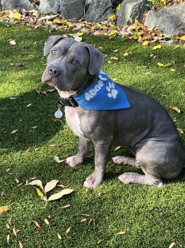 Rescue American Bully Dogs for Adoption in West Hollywood, California - Gretel | PetCurious
