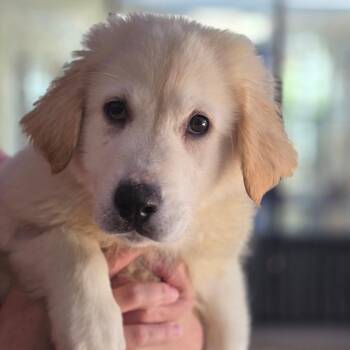 Great Pyrenees and Mixed Breed Dogs Available for Adoption in Huntsville, Alabama - April | PetCurious