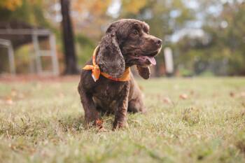Rescue Cocker Spaniel Dogs for Adoption in Gradyville, Kentucky - Cocoa | PetCurious