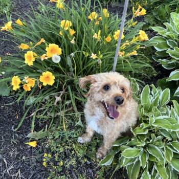 Toby -  Bichon Frise and Poodle Dog for Adoption in Quakertown, Pennsylvania - Toby | PetCurious