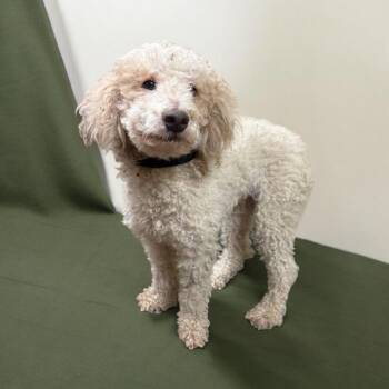 Miniature Poodle Dogs Available for Adoption in Lebanon, Tennessee - Billy | PetCurious