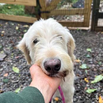 Agnes -  Goldendoodle Dog for Adoption in West Chester, Pennsylvania - Agnes | PetCurious