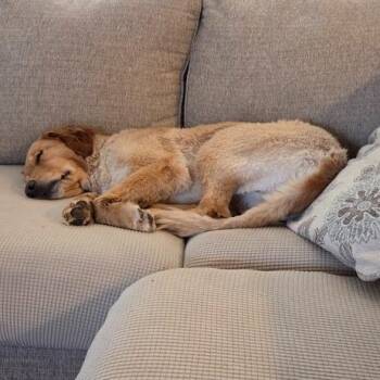 Sona #7016 -  Golden Retriever Dog for Adoption in Louisville, Kentucky - Sona #7016 | PetCurious