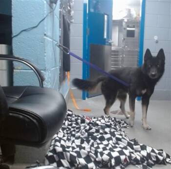 OSO -  Husky and German Shepherd Dog Dog for Adoption in Albuquerque, New Mexico - OSO | PetCurious
