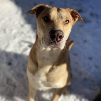 Mixed Breed Dogs Available for Adoption in Abilene, Texas - Levi | PetCurious