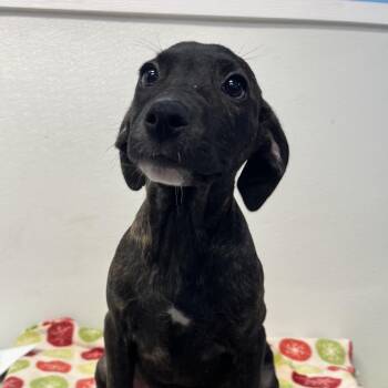Haruhi -  Terrier Dog for Adoption in Belleville, Illinois - Haruhi | PetCurious