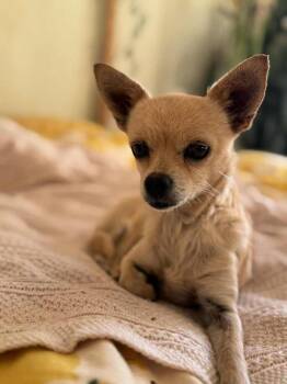 Rescue Chihuahua Dogs for Adoption in Tucson, Arizona - Opal | PetCurious