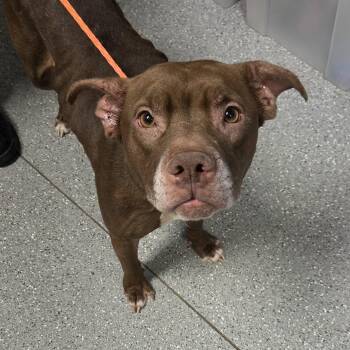 Piggie -  Pit Bull Terrier and Shar Pei Dog for Adoption in Watertown, New York - Piggie | PetCurious