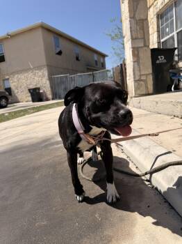 American Staffordshire Terrier Dogs Available for Adoption in Dallas, Texas - Lil Momma | PetCurious