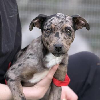 Catahoula Leopard Dog Dogs Available for Adoption in Hondo, Texas - Beautiful Barbara - Catahoula Puppy | PetCurious