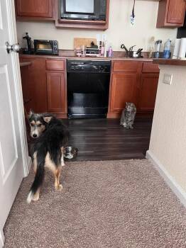 Taquito -  Terrier Dog for Adoption in Parker, Colorado - Taquito | PetCurious