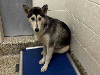 TWYLA -  Siberian Husky Dog for Adoption in Colorado Springs, Colorado - TWYLA | PetCurious