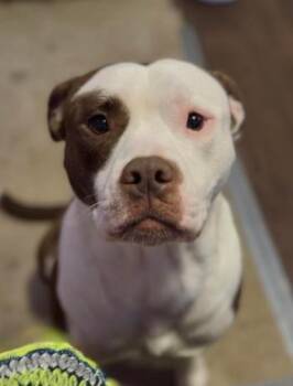 Milo -  Pit Bull Terrier and Mixed Breed Dog for Adoption in Kansas City, Missouri - Milo | PetCurious