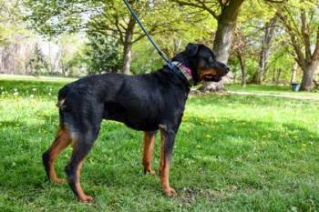 Rottweiler and Mixed Breed Dogs Available for Adoption in Yakima, Washington - Shadow | PetCurious