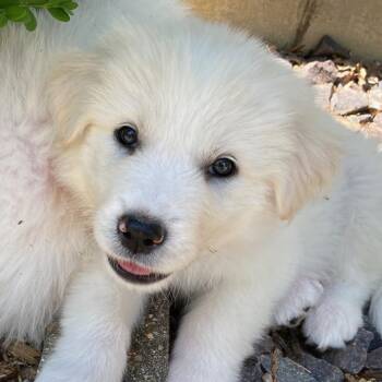 Great Pyrenees and Mixed Breed Dogs Available for Adoption in Normal, Illinois - Cheddar | PetCurious