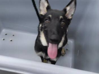 TOBOE -  German Shepherd Dog and Mixed Breed Dog for Adoption in Omaha, Nebraska - TOBOE | PetCurious